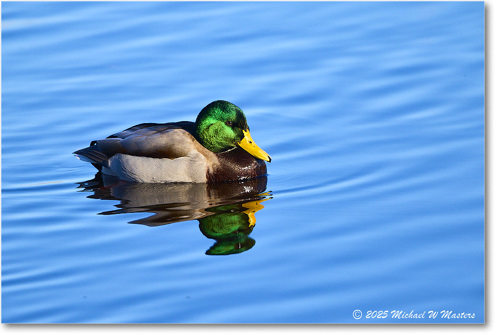 Mallard_ChincoNWR_2025Nov_R5C05717