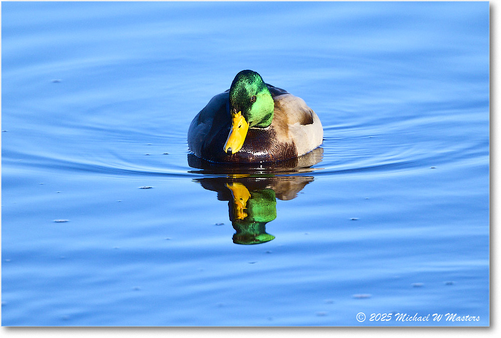 Mallard_ChincoNWR_2025Nov_R5C05731