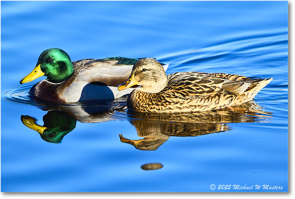 Mallard_ChincoNWR_2025Nov_R5C05759