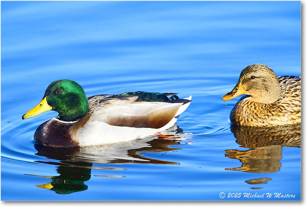 Mallard_ChincoNWR_2025Nov_R5C05769