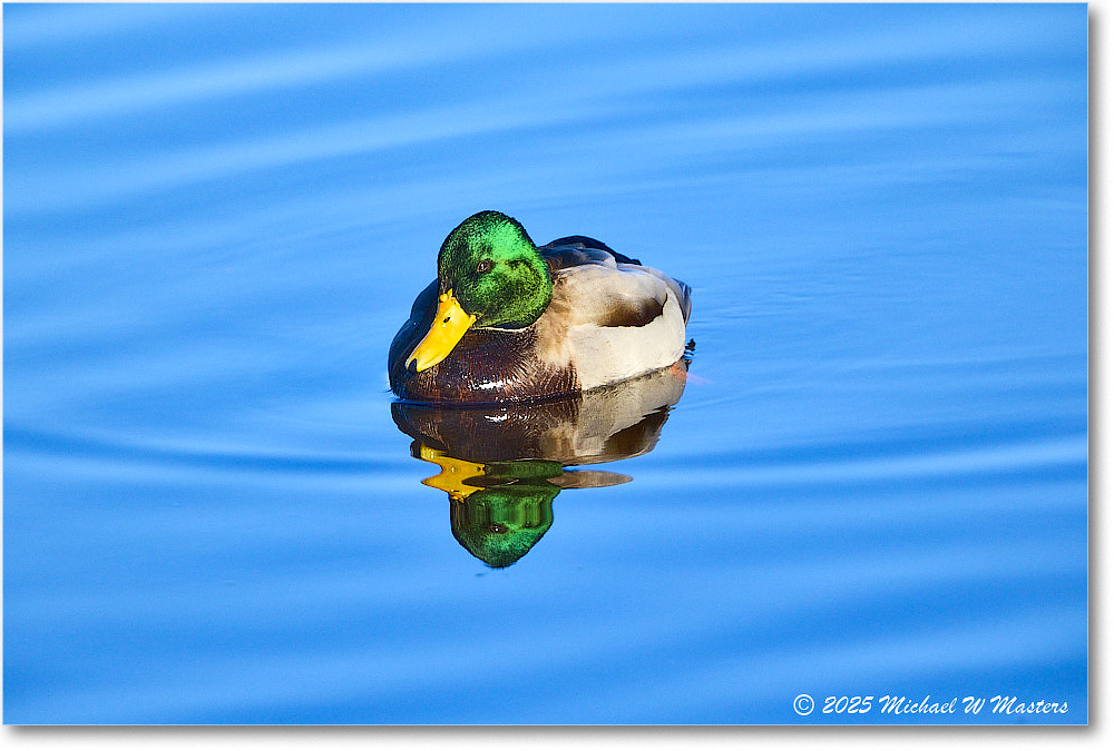 Mallard_ChincoNWR_2025Nov_R5C05788