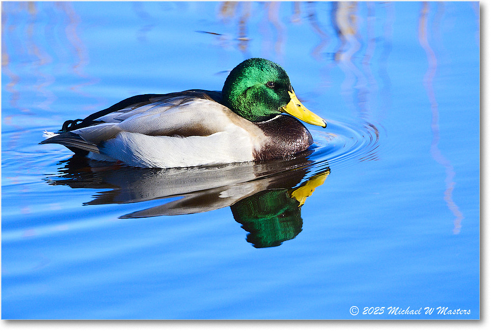Mallard_ChincoNWR_2025Nov_R5C05806