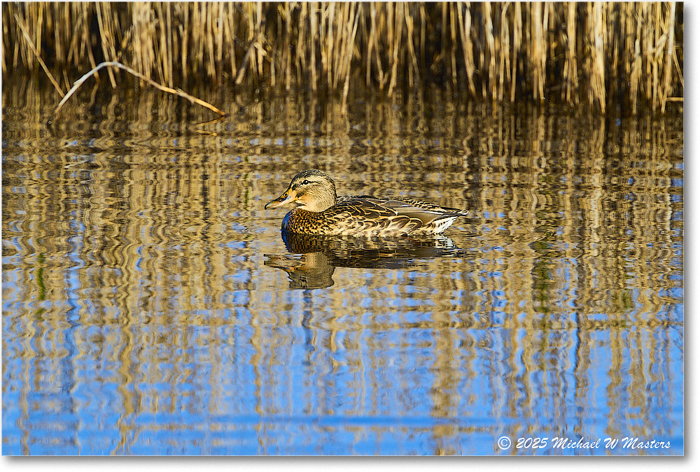 Mallard_ChincoNWR_2025Nov_R5C05813