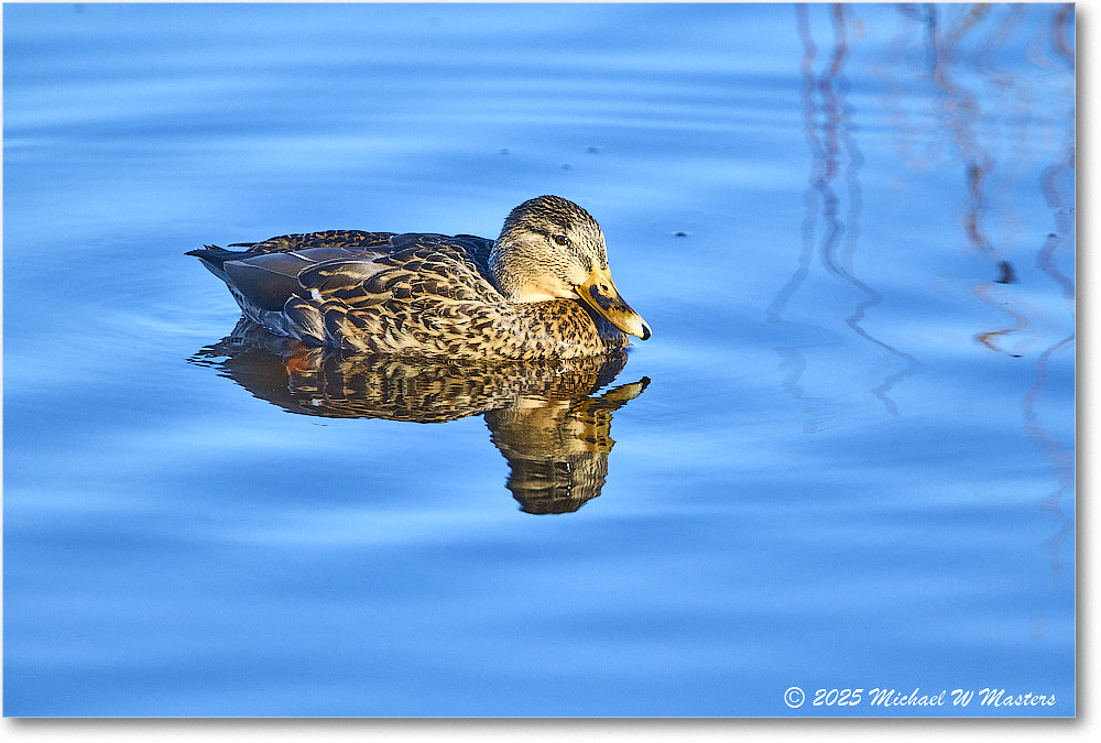 Mallard_ChincoNWR_2025Nov_R5C05856