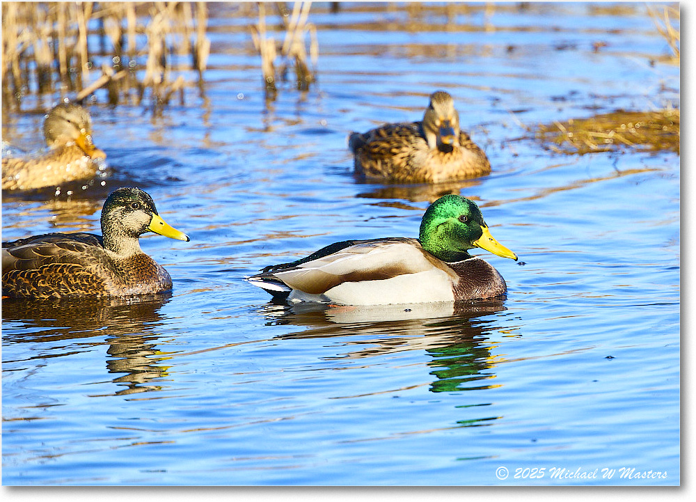 Mallard_ChincoNWR_2025Nov_R5C06059