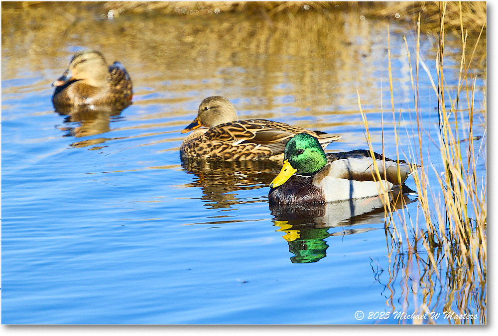 Mallard_ChincoNWR_2025Nov_R5C06067