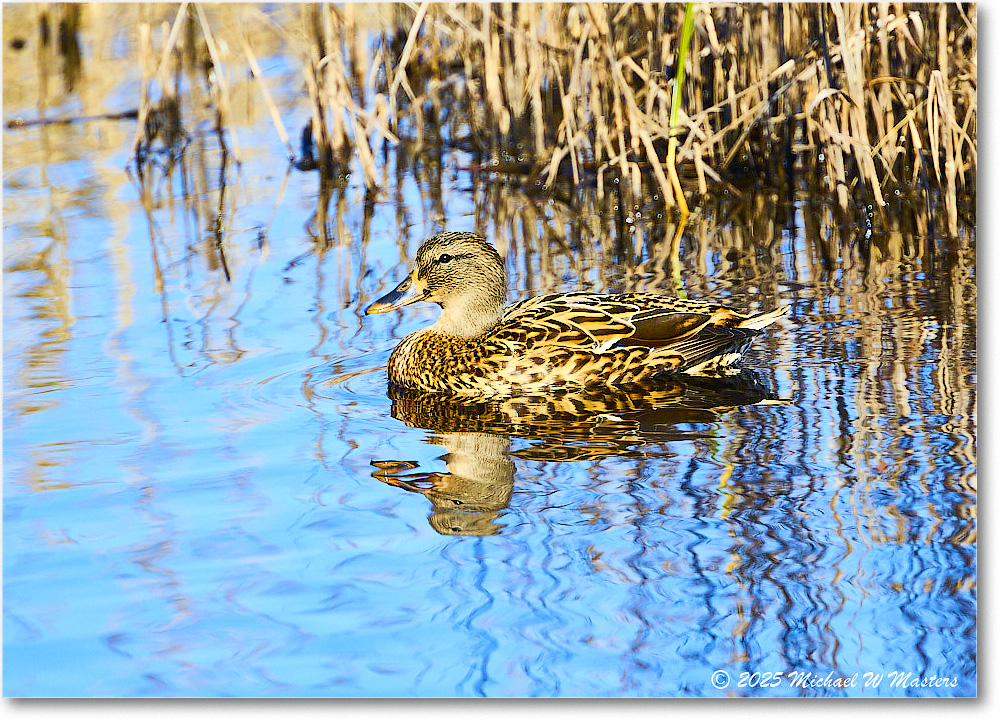 Mallard_ChincoNWR_2025Nov_R5C06075