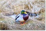 Mallard_ChincoNWR_2025Nov_R5C05457