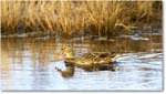 Mallard_ChincoNWR_2025Nov_R5C05467