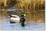 Mallard_ChincoNWR_2025Nov_R5C05476