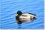 Mallard_ChincoNWR_2025Nov_R5C05721