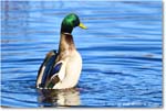 Mallard_ChincoNWR_2025Nov_R5C05727