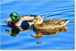 Mallard_ChincoNWR_2025Nov_R5C05759