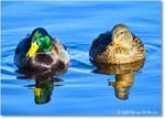 Mallard_ChincoNWR_2025Nov_R5C05768