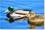 Mallard_ChincoNWR_2025Nov_R5C05779