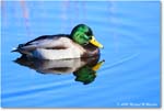 Mallard_ChincoNWR_2025Nov_R5C05801