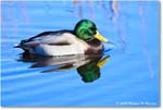 Mallard_ChincoNWR_2025Nov_R5C05806