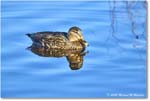 Mallard_ChincoNWR_2025Nov_R5C05856