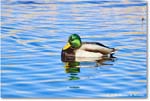 Mallard_ChincoNWR_2025Nov_R5C06055