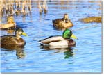 Mallard_ChincoNWR_2025Nov_R5C06059