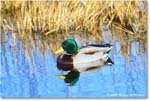 Mallard_ChincoNWR_2025Nov_R5C06162