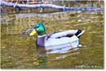 Mallard_ChincoNWR_2025Nov_R5C06240