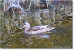 Mallard_ChincoNWR_2025Nov_R5C06247