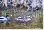 Mallard_ChincoNWR_2025Nov_R5C06257