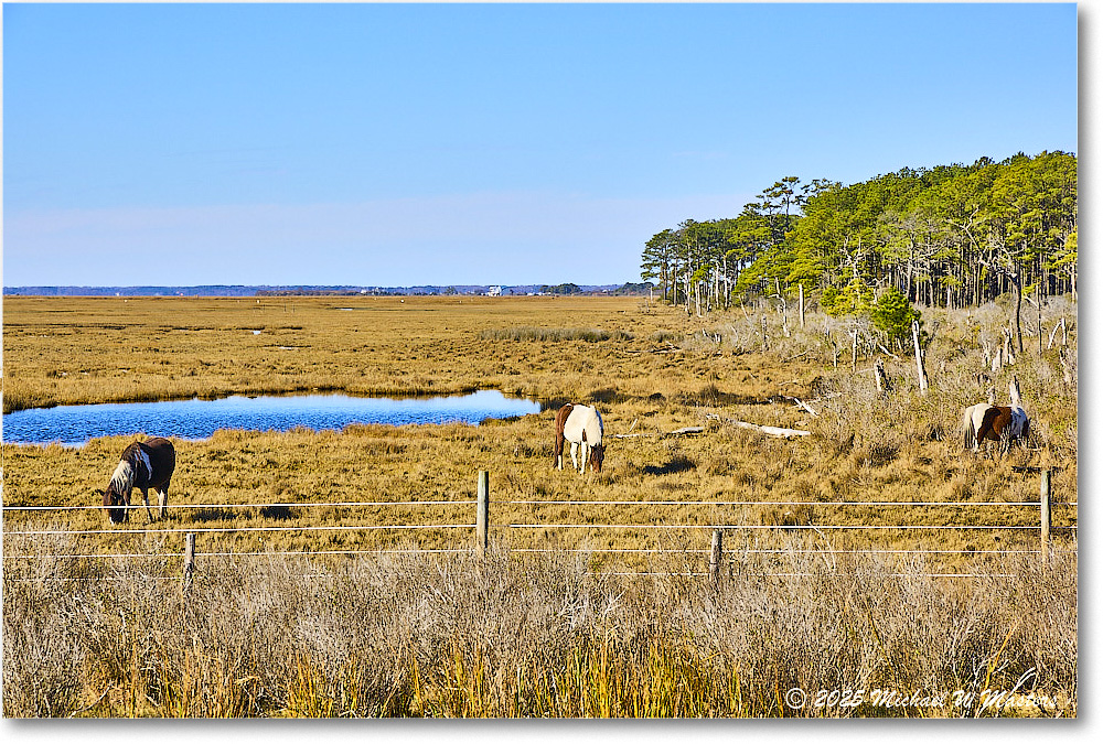 Pony_ChincoNWR_2025Nov_R5B31307