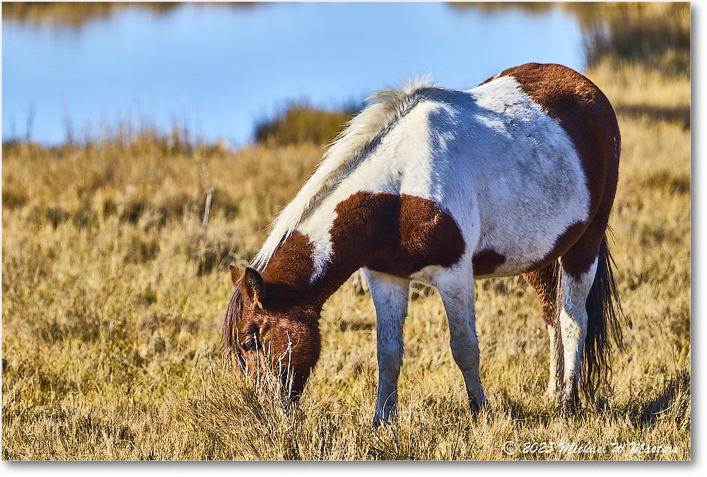 Pony_ChincoNWR_2025Nov_R5C05896