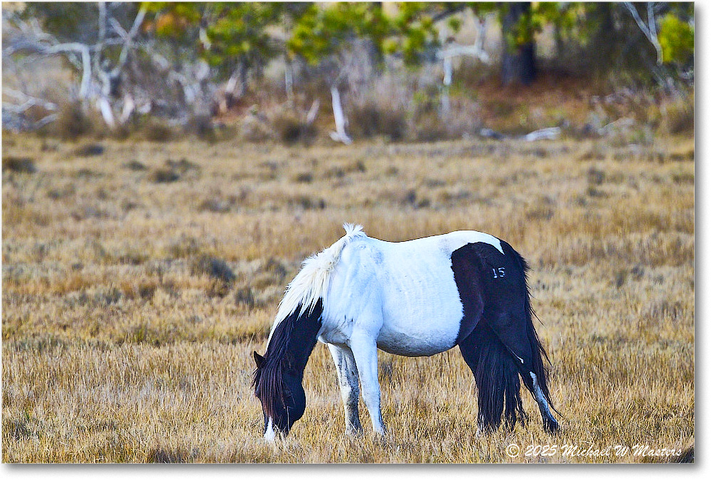 Pony_ChincoNWR_2025Nov_R5C06205