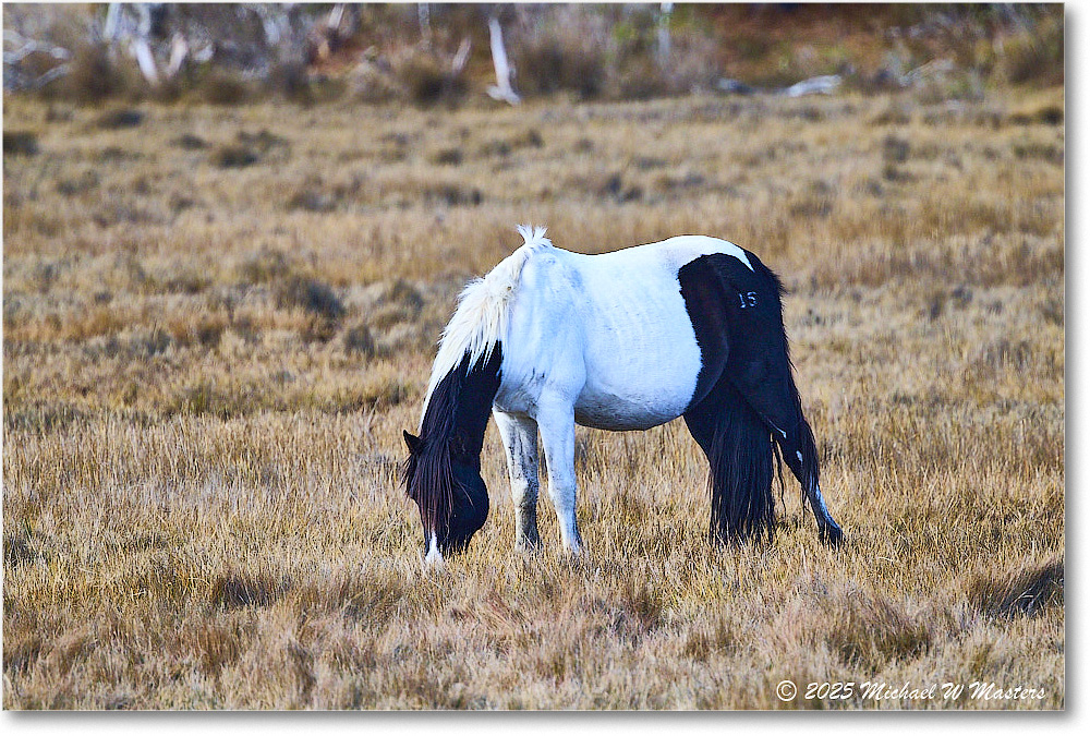 Pony_ChincoNWR_2025Nov_R5C06206