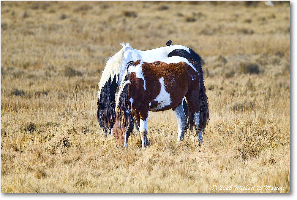 Pony_ChincoNWR_2025Nov_R5C06217