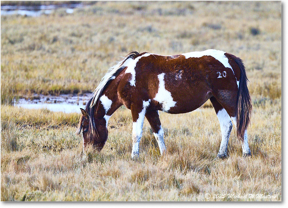 Pony_ChincoNWR_2025Nov_R5C06223