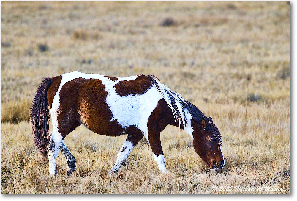 Pony_ChincoNWR_2025Nov_R5C06231