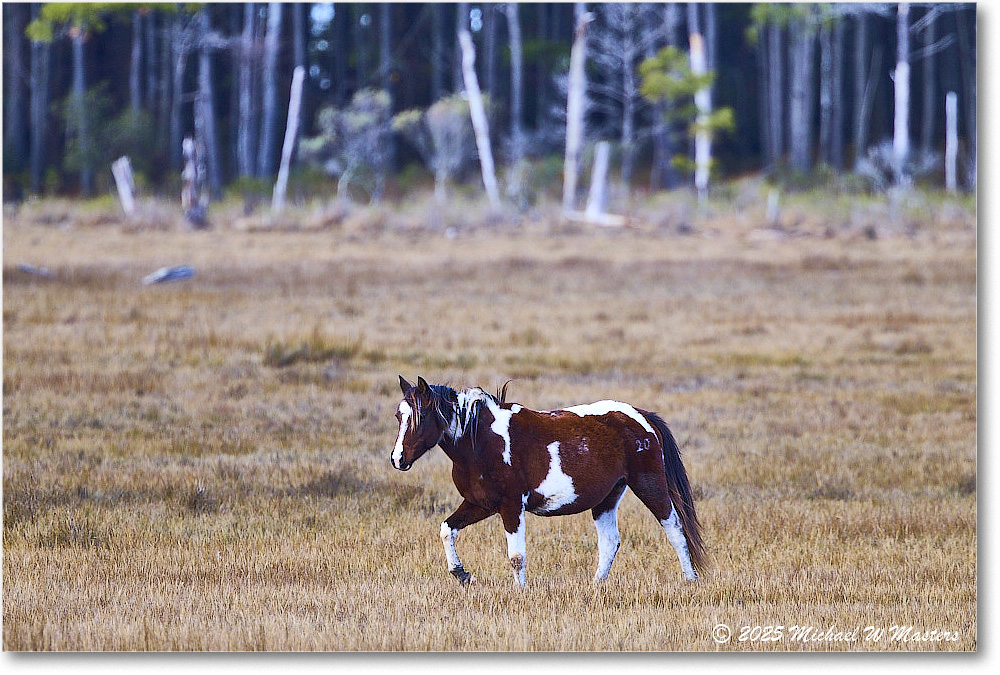 Pony_ChincoNWR_2025Nov_R5C06275