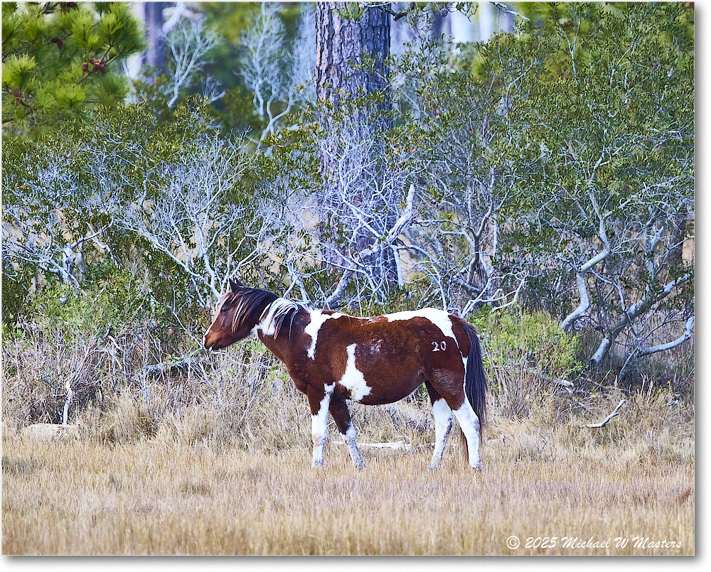 Pony_ChincoNWR_2025Nov_R5C06291