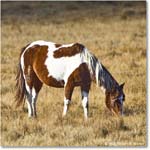 Pony_ChincoNWR_2025Nov_R5C06202
