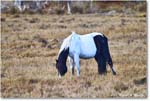 Pony_ChincoNWR_2025Nov_R5C06206
