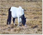 Pony_ChincoNWR_2025Nov_R5C06227