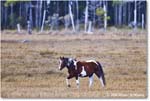 Pony_ChincoNWR_2025Nov_R5C06275
