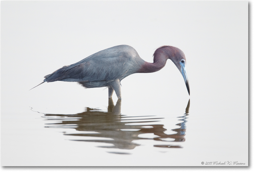 2011June_LittleBlueHeron-ChincoNWR-D4A4159