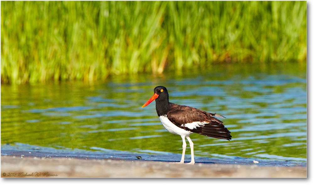 2013June_Oystercatcher-ChincoNWR-D5A0860