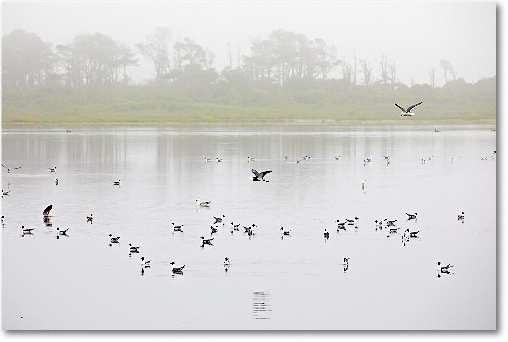 2017Jun_SwanCove_ChincoNWR_5D5A0285
