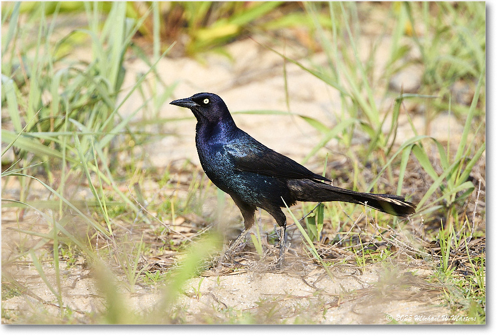 2025Jun_BoattailGrackle_Assateague_R5D01715