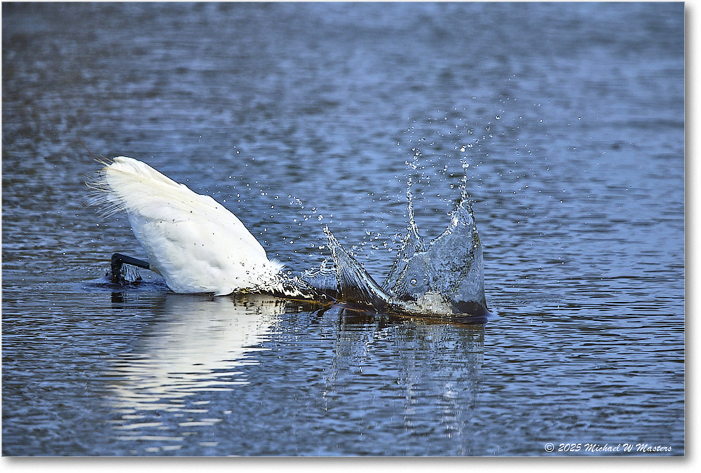 2025Jun_GreatEgret_ChincoteagueNWR_R5C03493