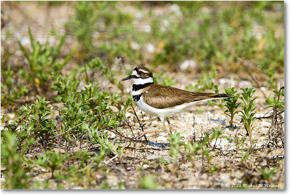 2025Jun_Killdeer_Assateague_R5C03648