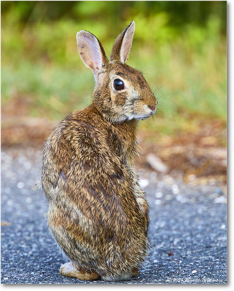 2025Jun_Rabbit_ChincoteagueNWR_R5D01754