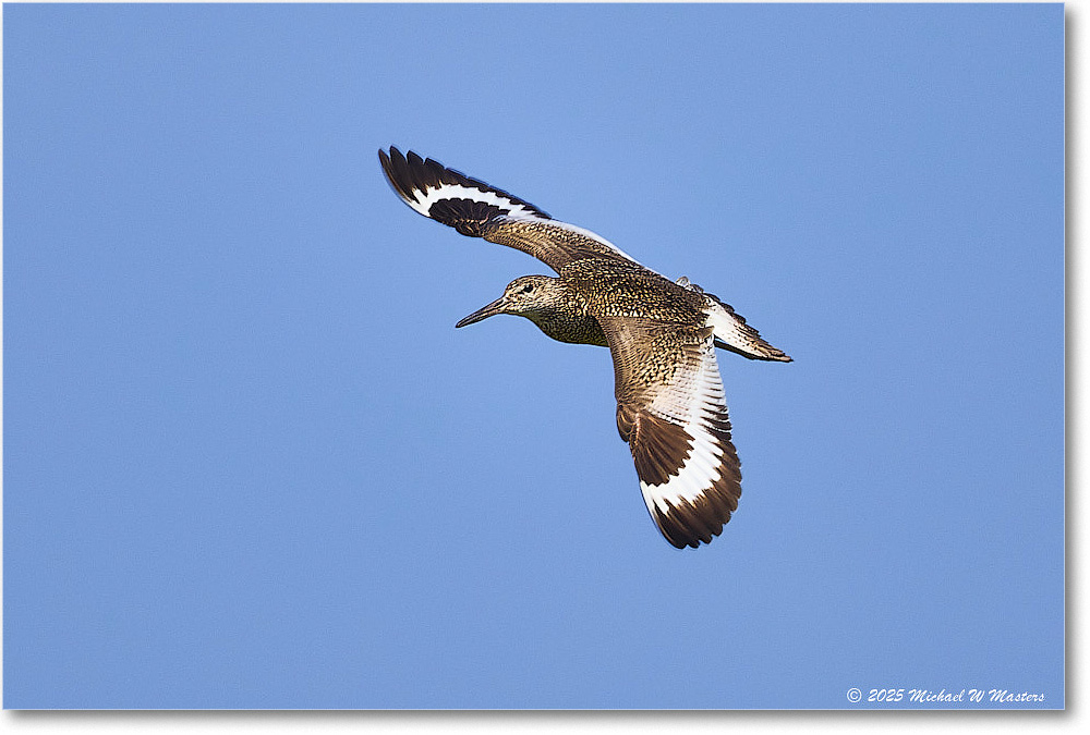 2025Jun_Willet_Assateague_R5D02011