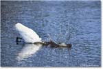 2025Jun_GreatEgret_ChincoteagueNWR_R5C03493